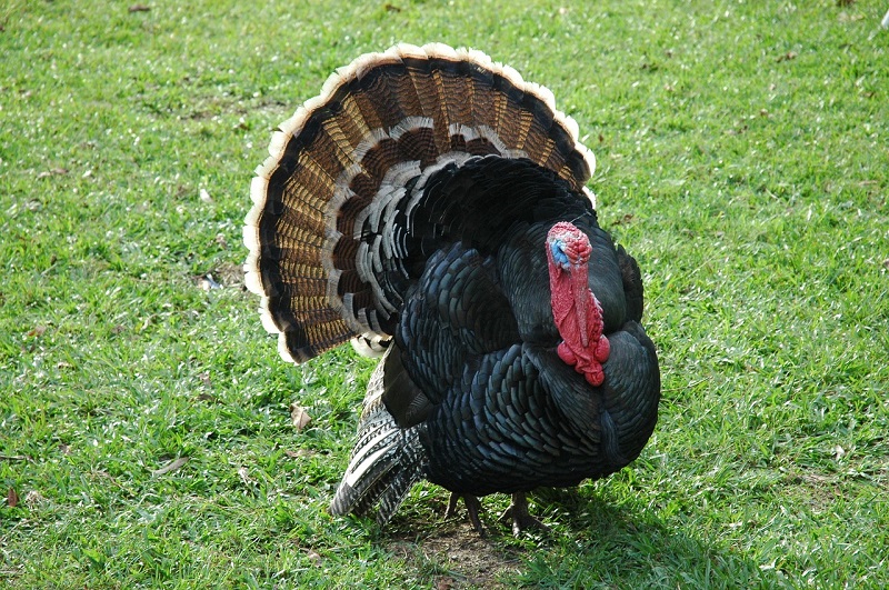 agricoltura rigenerativa